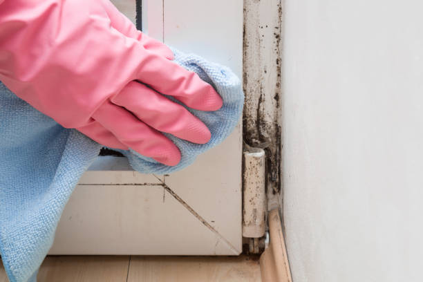 Mold Removal Process in Valdese, NC